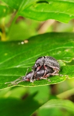 Otiorhynchus clavipes