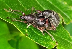 Otiorhynchus clavipes