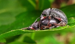 Otiorhynchus clavipes