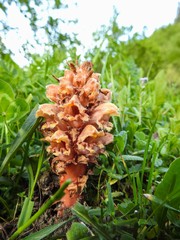 Orobanche colorata