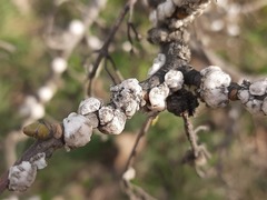 Ceroplastes ceriferus