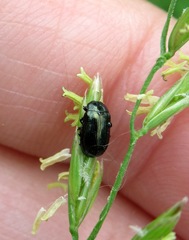 Phratora vulgatissima