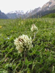 Trifolium canescens
