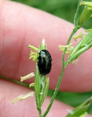 Phratora vulgatissima