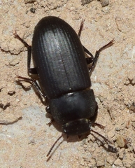 Opatroides punctulatus