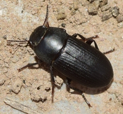 Opatroides punctulatus