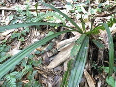 Calanthe davidii