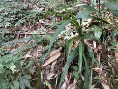 Calanthe davidii