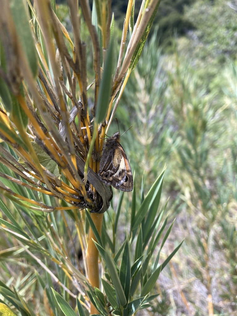Neomaenas wallengrenii