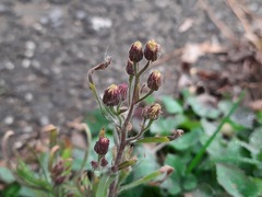 Erigeron bonariensis