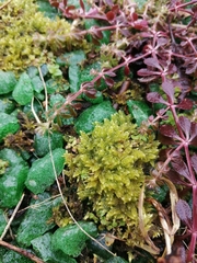 Hypnum cupressiforme