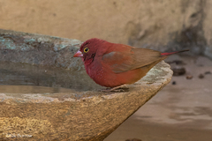 Lagonosticta senegala