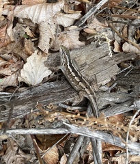 Liolaemus schroederi