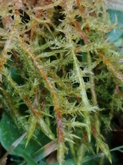 Calliergonella cuspidata