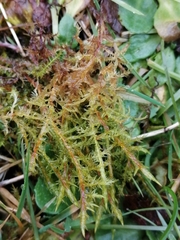 Calliergonella cuspidata