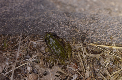 Pelophylax cretensis