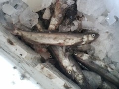 Thaleichthys pacificus
