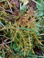 Calliergonella cuspidata