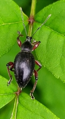 Otiorhynchus clavipes