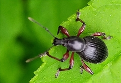 Otiorhynchus clavipes