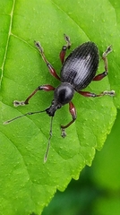 Otiorhynchus clavipes