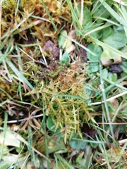 Calliergonella cuspidata