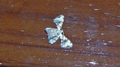 Epiplema quadristrigata