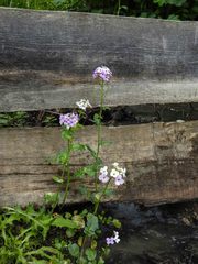 Cardamine raphanifolia