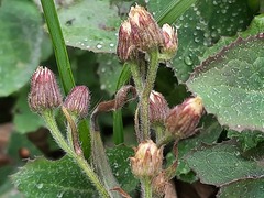 Erigeron bonariensis
