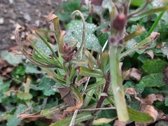 Erigeron bonariensis