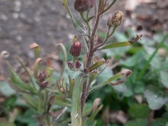 Erigeron bonariensis