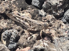 Schistocerca literosa