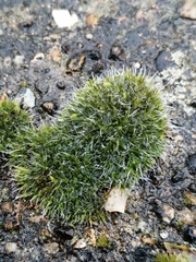 Grimmia pulvinata