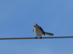 Mimus polyglottos image