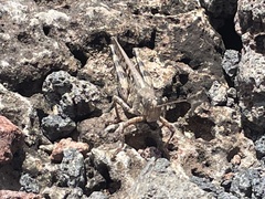 Schistocerca literosa