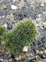 Grimmia pulvinata