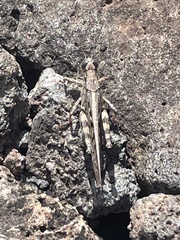 Schistocerca literosa