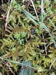 Pseudoscleropodium purum