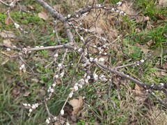 Ceroplastes ceriferus