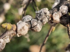 Ceroplastes ceriferus