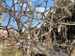 Ceroplastes ceriferus