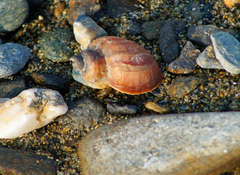 Ladislavella atkaensis