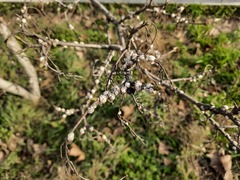 Ceroplastes ceriferus