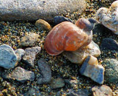 Ladislavella atkaensis