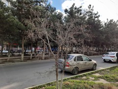 Ceroplastes ceriferus