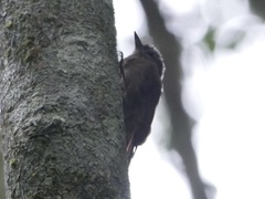 Glyphorynchus spirurus