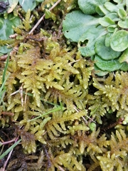 Pseudoscleropodium purum