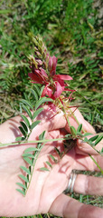 Indigofera oxytropis
