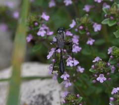 Eremnophila aureonotata