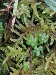 Pseudoscleropodium purum